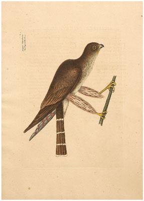 Appraisal: Mark Catesby engraving British - The Pigeon Hawk from The