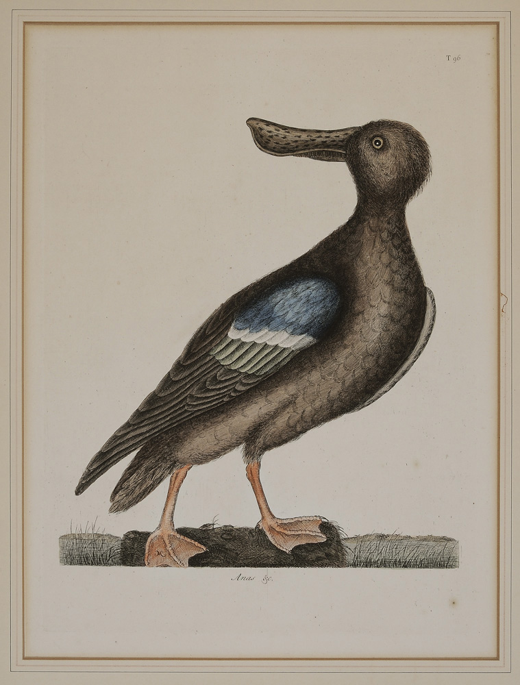 Appraisal: Mark Catesby British - Anas Blue-Winged Shoveler T from The