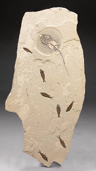 Appraisal: Stingray Mural with Fish Heliobatis radians Knightia eocaena Eocene Green