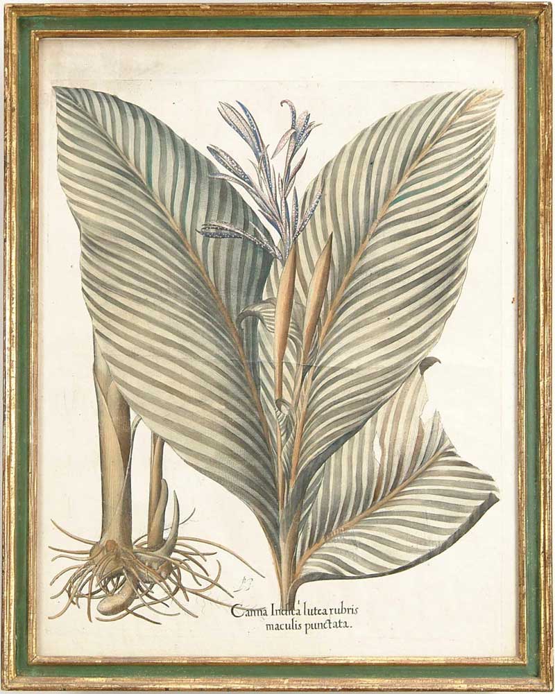 Appraisal: BASILIUS BESLER German - CANNA INDICA LUTEA RUBRIS MACULIS PUNCTATA