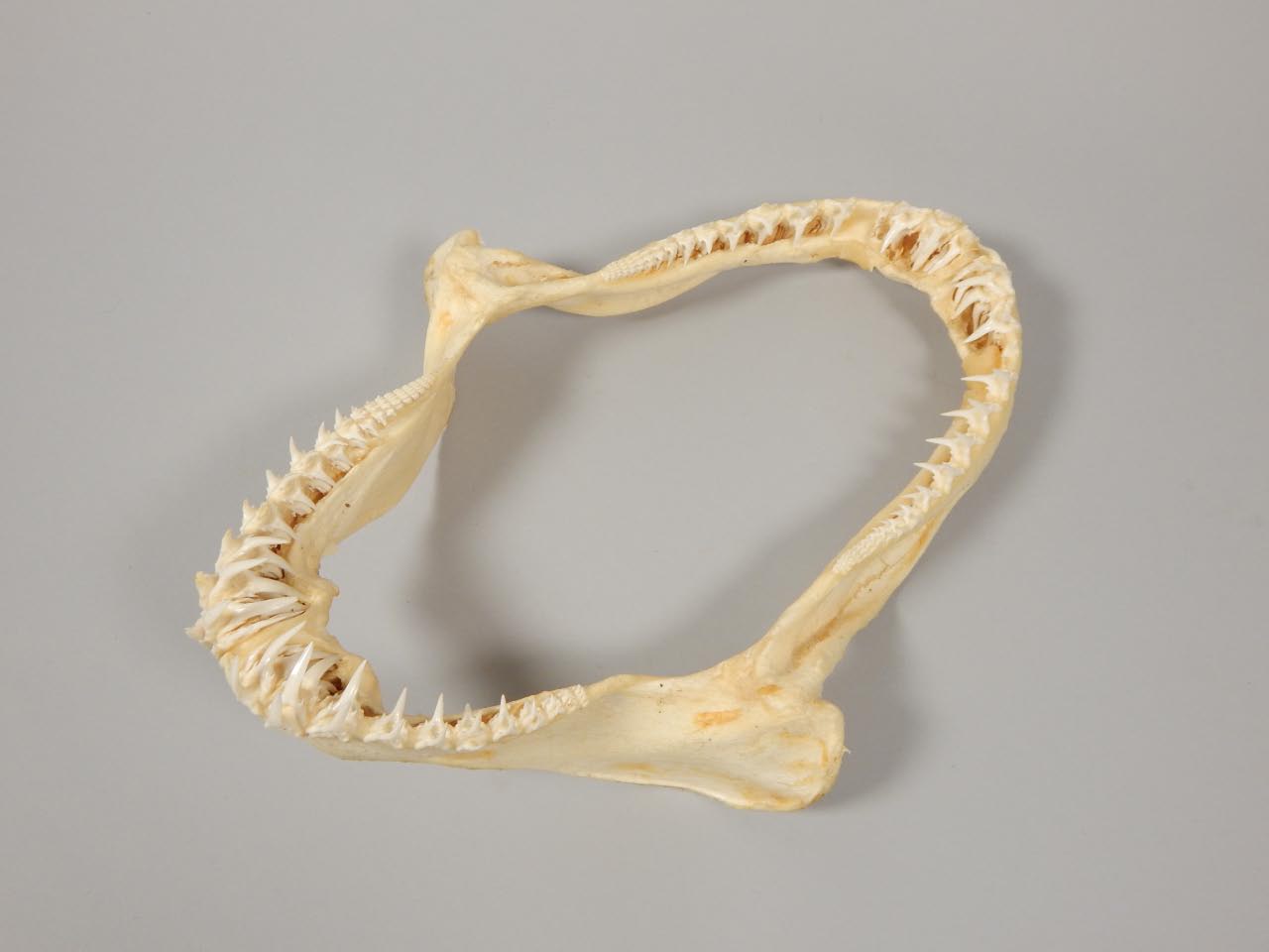 Appraisal: A sand tiger shark jaw cm wide