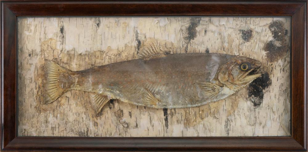 Appraisal: TROUT DIORAMA LATE TH EARLY TH CENTURY FRAMED X TROUT