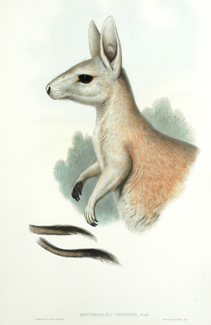 Appraisal: John Gould - Onychogalea Unguifera Nail-Tailed Kangaroo lithograph plate no