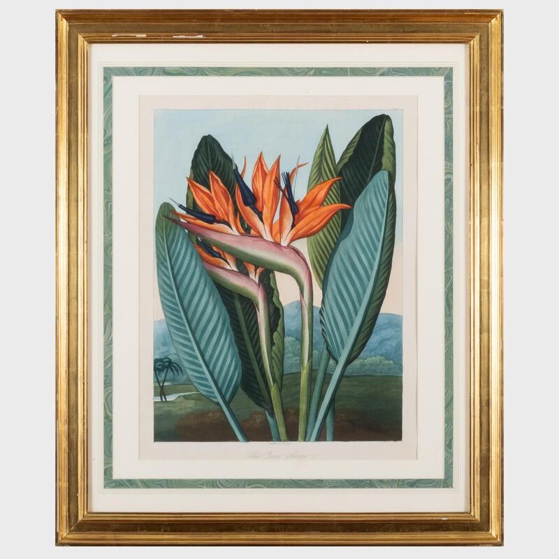 Appraisal: Robert John Thornton - The Queen Flower Aquatint with hand-coloring