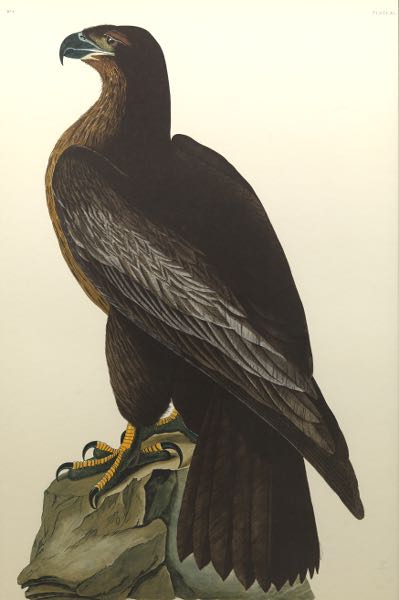 Appraisal: JOHN JAMES AUDUBON AMERICAN - x sight size Bird of