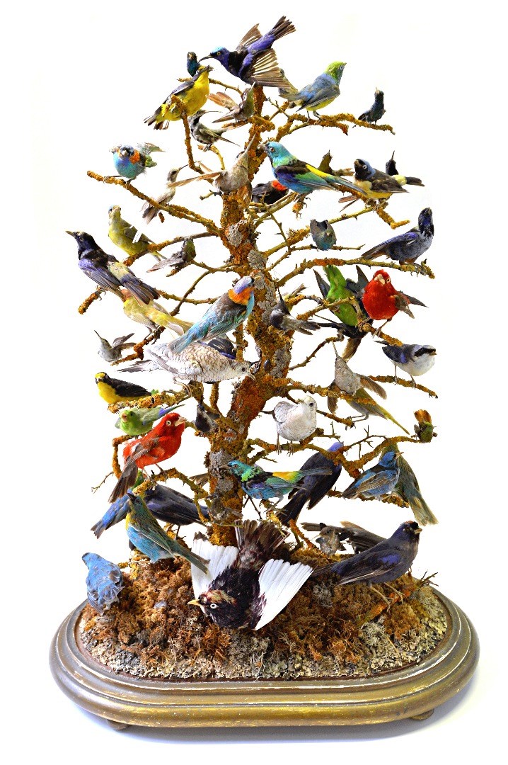 Appraisal: Taxidermy approximately fifty stuffed and mounted exotic birds late th