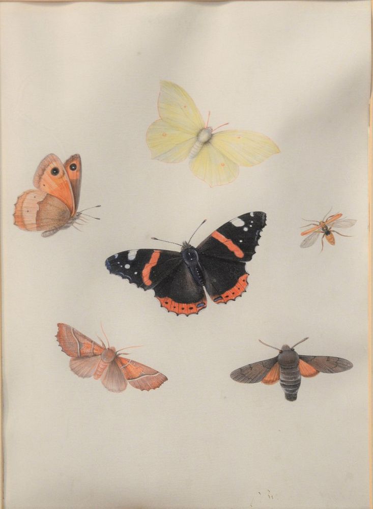 Appraisal: Pieter Withoos - Butterfly Moths and Insects gouache initialed P