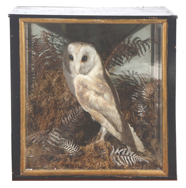 Appraisal: AN ANTIQUE PRESERVED BARN OWL standing in a naturalistic setting