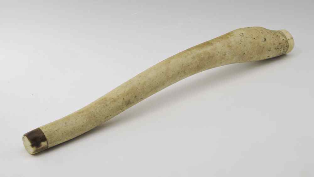 Appraisal: POLISHED WALRUS OOSIK PENILE BONE Polished shaft with capped ends