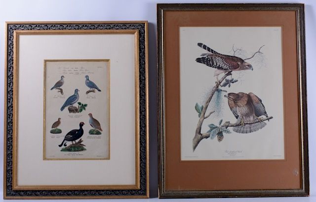 Appraisal: Ornithological Prints Two ornithological prints to include one of the