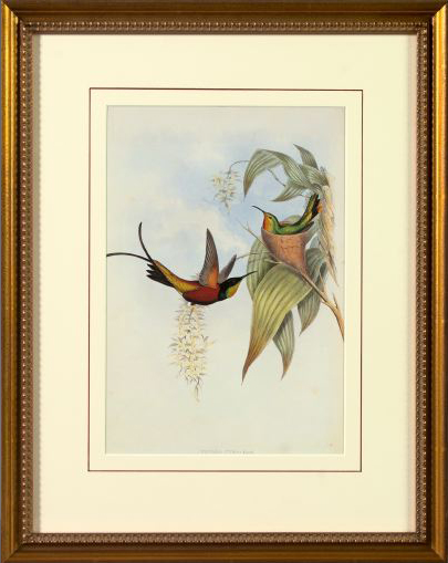 Appraisal: After John Gould British th Century Hummingbirds pair of offset