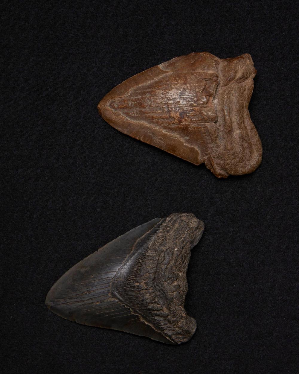 Appraisal: Two fossilized Megalodon shark teeth Miocene era South Carolina Comprised