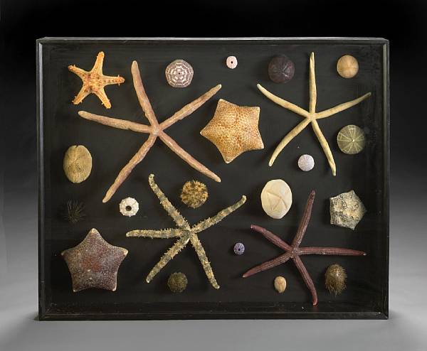 Appraisal: South Pacific An impressive collection of varied sea stars and