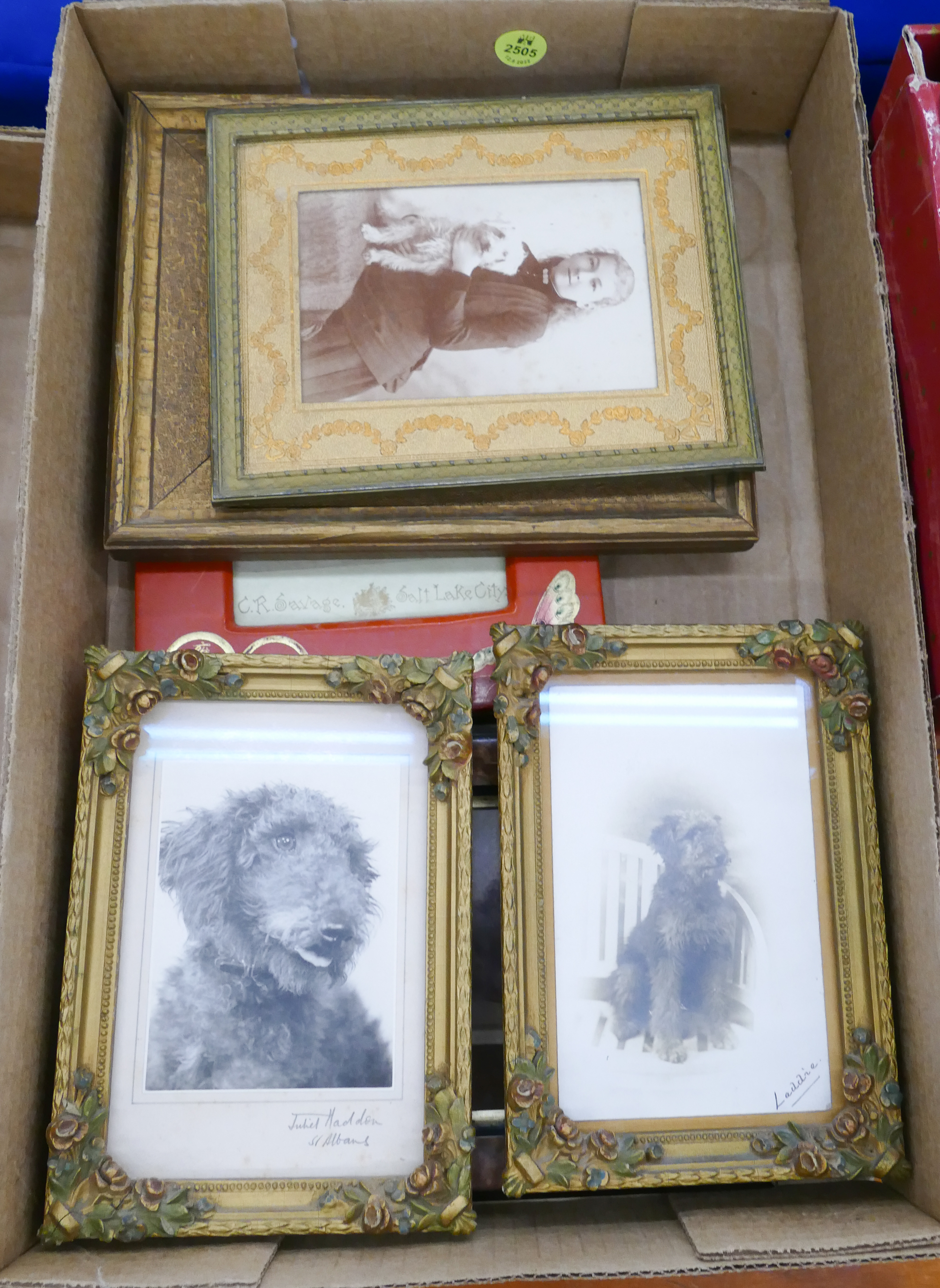 Appraisal: Box pc Antique Small Dog Photographs Framed