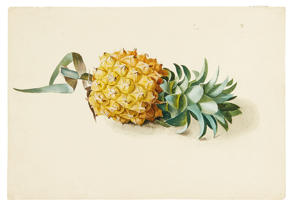 Appraisal: BOTANICAL WATERCOLOR Hartinger Anton Pineapple Watercolor on laid paper Signed