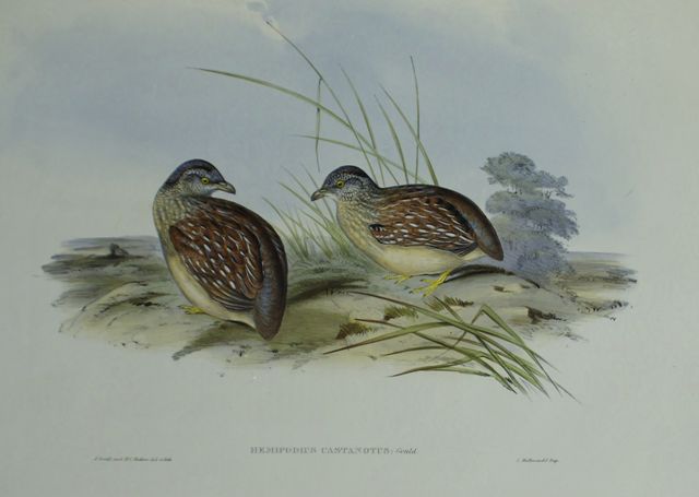 Appraisal: Chestnut-backed Hemipode Hemipodius Castanotus