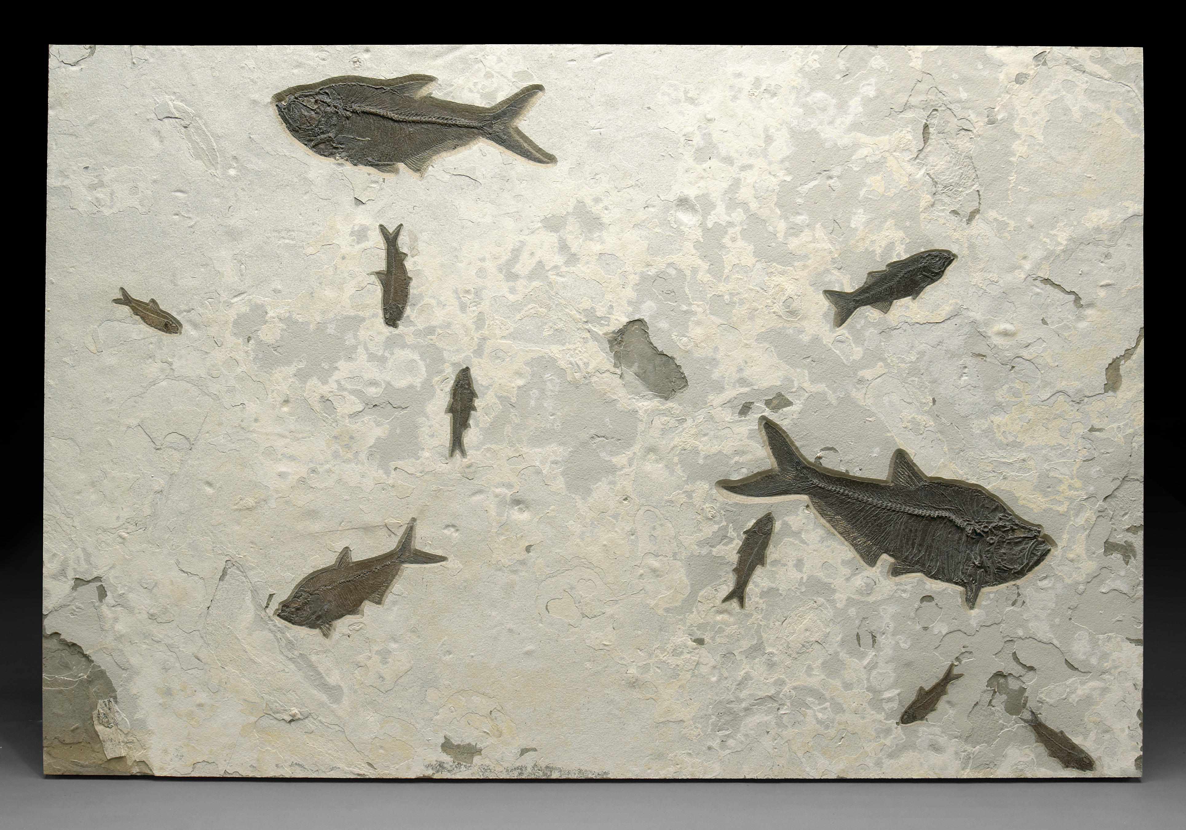 Appraisal: Fossil Fish Mural Diplomystus dentatus Knightia eocaena Mioplosus labracoidesEoceneGreen River