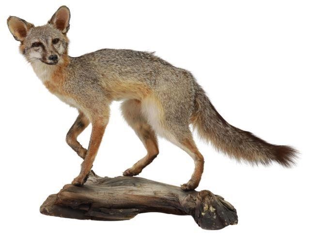 Appraisal: Taxidermy Standing Red Fox mounted on branch some loss to