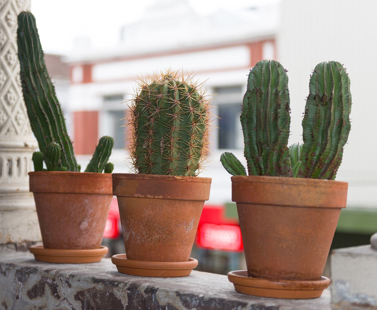 Appraisal: THREE CACTI IN TERRACOTTA POTS tallest measuring h x diameter