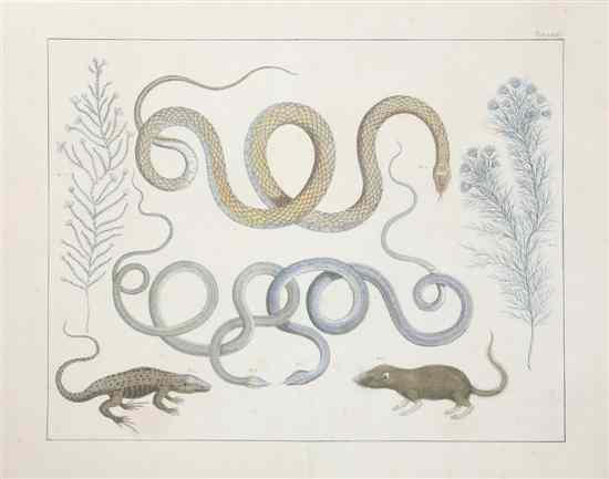 Appraisal: A Handcolored Etching depicting rats snakes and flora set in