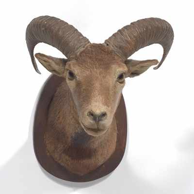 Appraisal: A Mounted Ram's Head Trophy Taxidermy full head of a