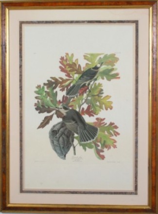 Appraisal: Canada Jay Plate engraved printed colored by R Havell London