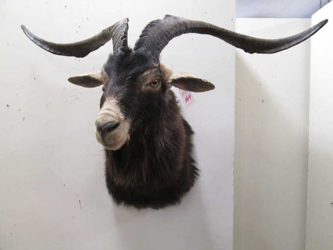 Appraisal: TAXIDERMY HEAD SHOULDER MOUNT Spanish Feral Goat Ashwood Oregon