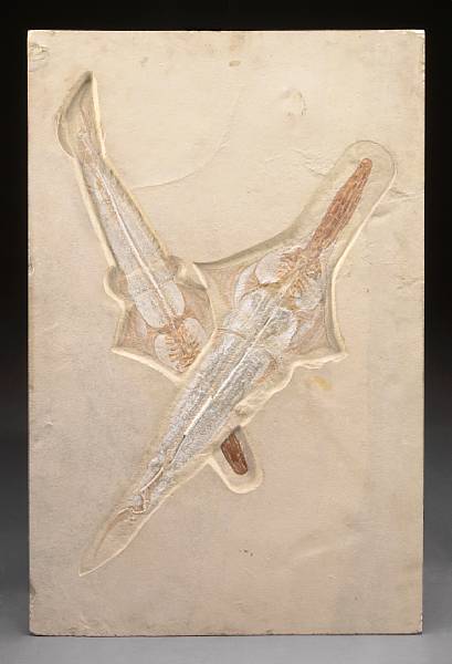 Appraisal: Two Fossil Sawfish Libanopritis Middle Cretaceous Hakel Lebanon A unique