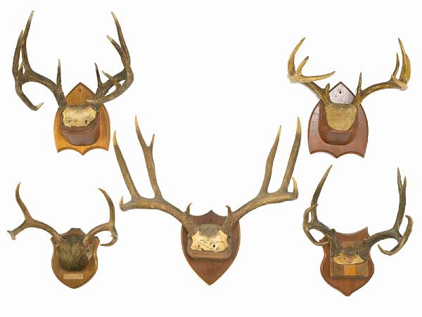 Appraisal: Five Sets of Mounted Antlers Odocoileus hemionus California A group