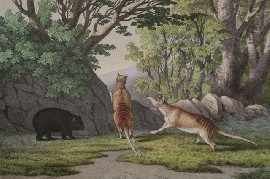 Appraisal: Tiger-Wolf Wombat hand coloured engraving x cm with Encounter with