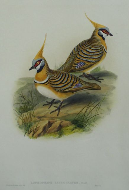 Appraisal: White-bellied Bronzewing Lophophaps Leucogaster