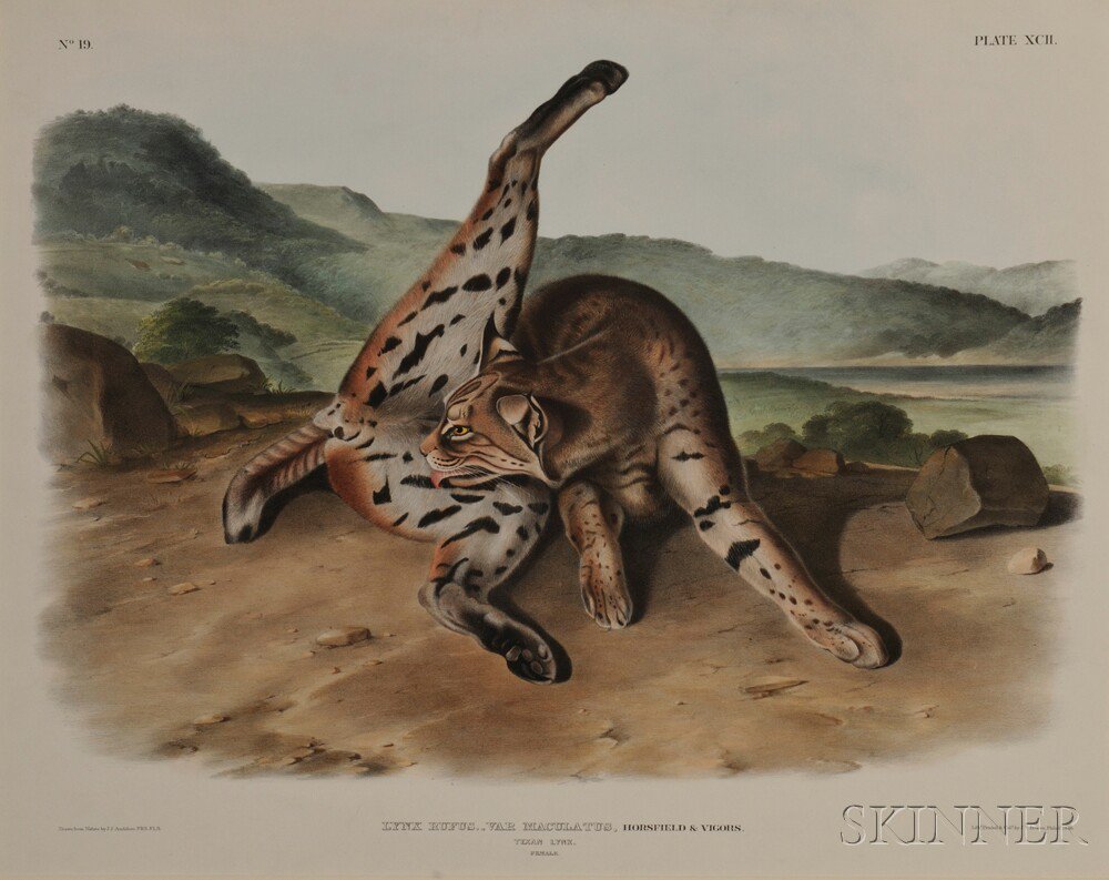 Appraisal: Audubon John James - Texan Lynx Female Plate XCII from