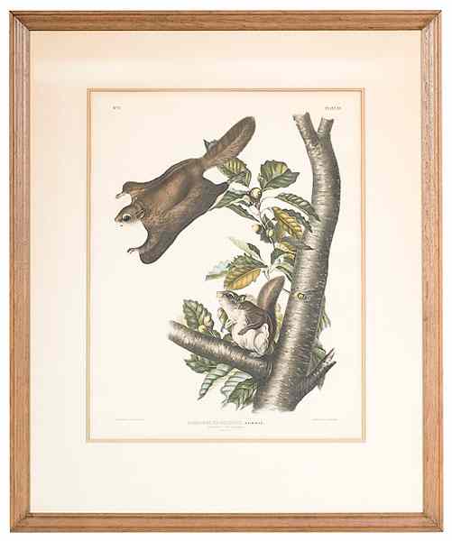 Appraisal: Audubon Print Pteromys Origenensis Bowen Edition Pteromys Origenensis Plate XVHand-colored