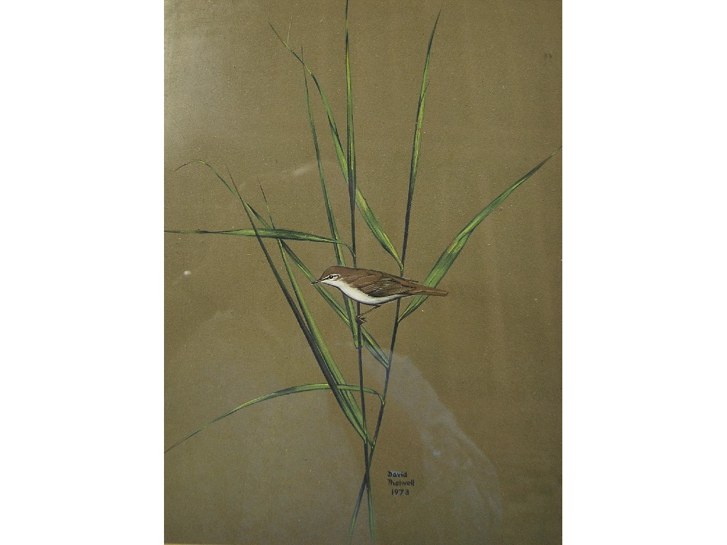 Appraisal: David Thelwell - Ornithological study of a sparrow on grass