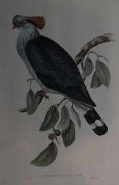 Appraisal: Gould John Lopholaimus Antarcticus Topknot Pigeon col lithograph plate Douwma