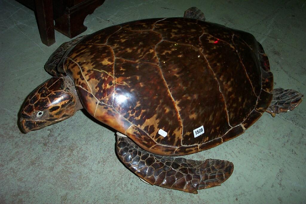 Appraisal: A large stuffed and mounted logger head turtle -