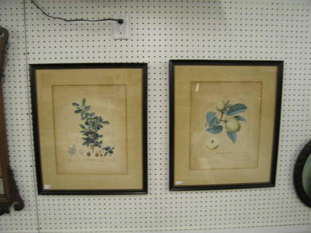 Appraisal: Pair of Early Fruit Botanical Engravings x