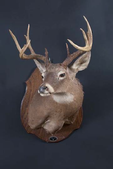 Appraisal: Good Nowotny San Antonio Taxidermy Head of a Nine-Point Deer