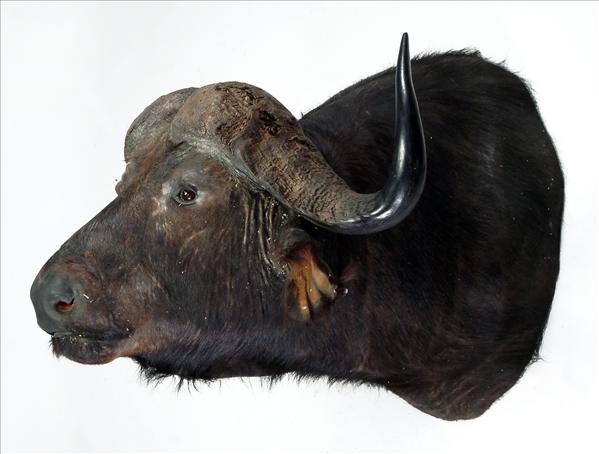 Appraisal: A shoulder mount of a buffalo cm in length see