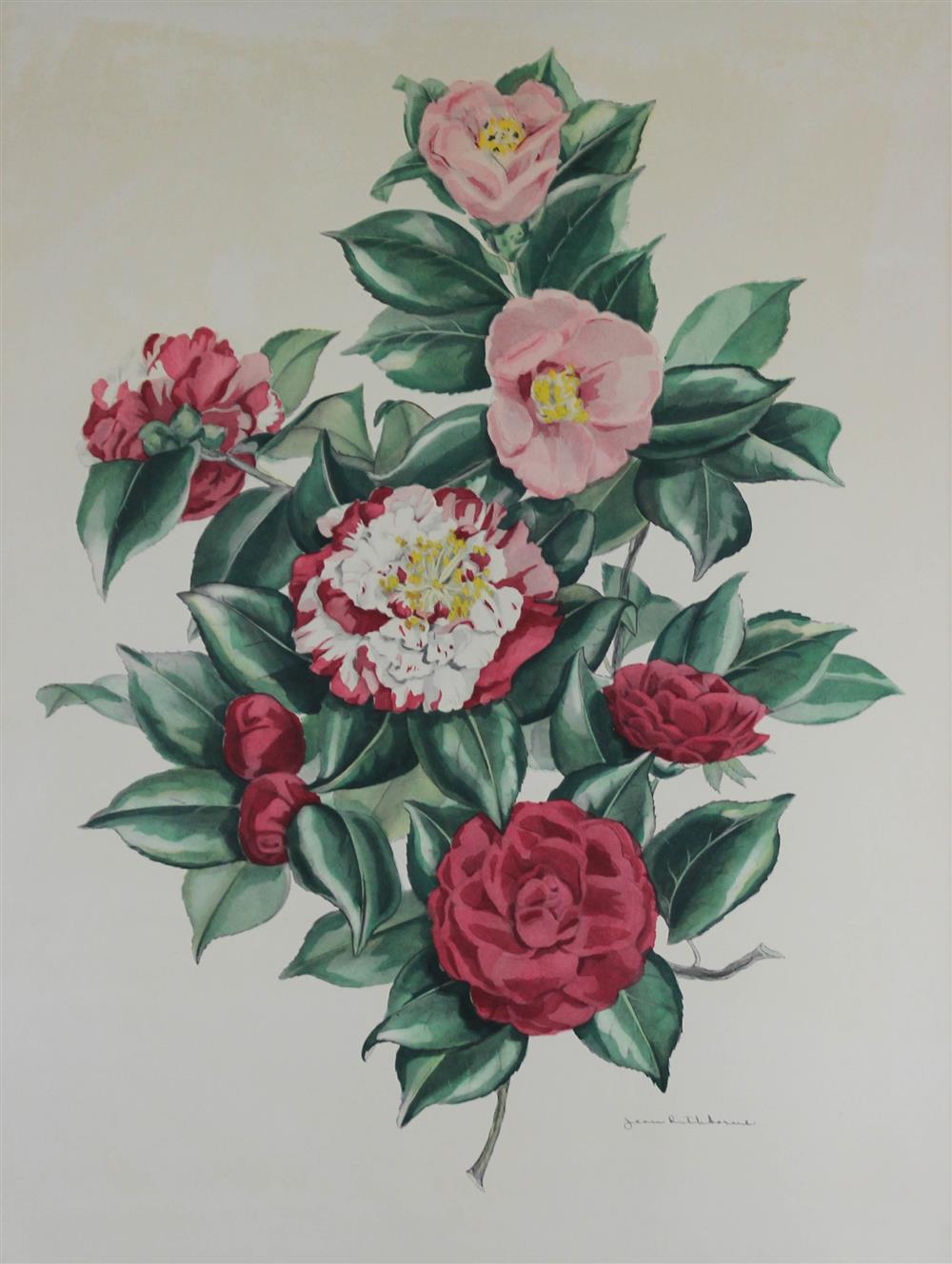 Appraisal: JEAN RATHBORNE AMERICAN TH CENTURY CAMELLIA Watercolor x in sight