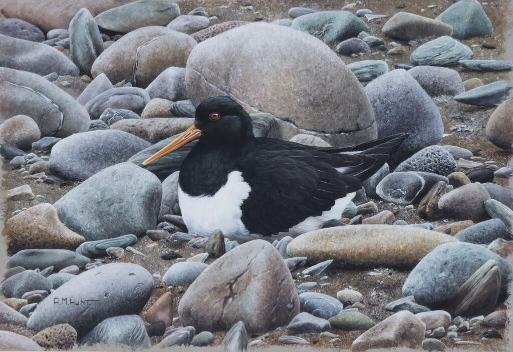 Appraisal: Oystercatcher signed A M Hunt lower left acrylic on board