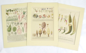 Appraisal: Georg Dionysius Ehret British - Three hand colored botanical etchings