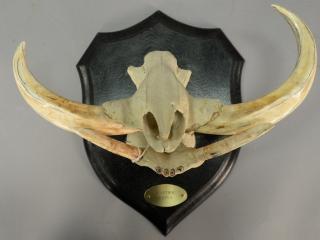 Appraisal: Taxidermy warthog jaw bone mount with skull and horns wd