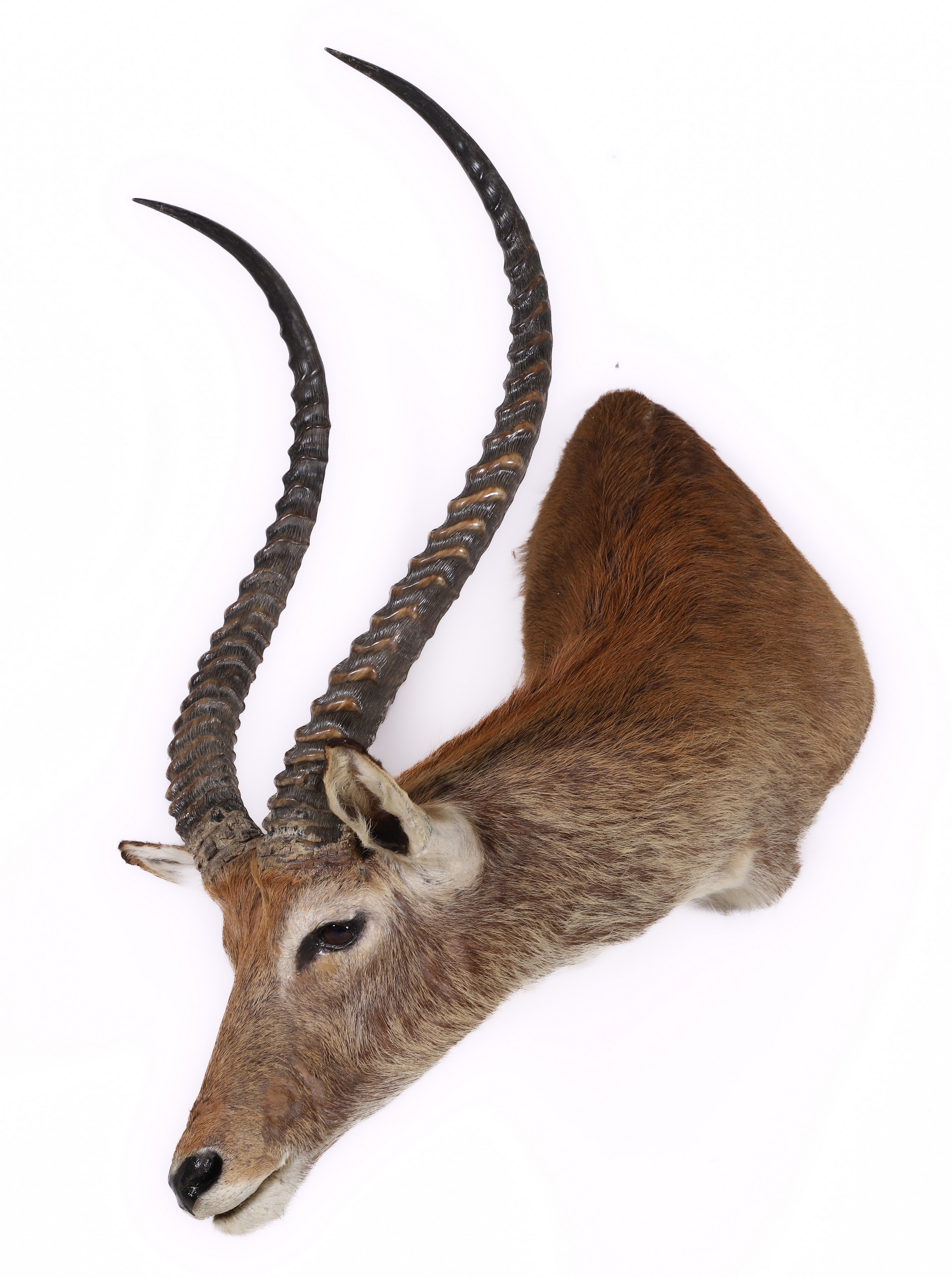 Appraisal: Waterbuck Antelope Taxidermy Shoulder Mount