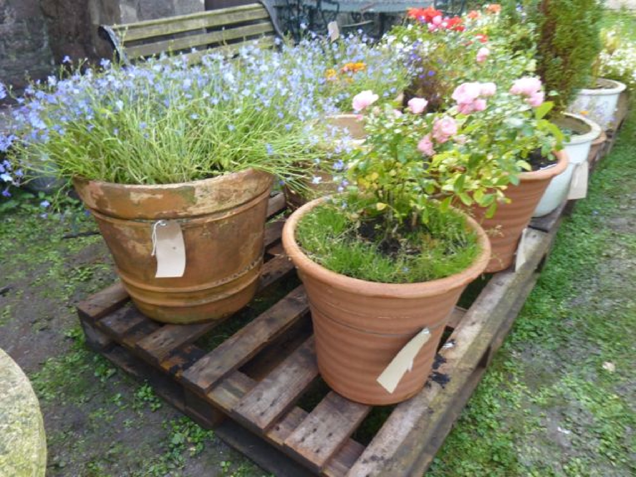 Appraisal: A pair of weathered contemporary terracotta planters of circular ribbed