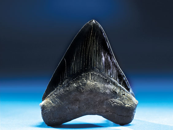 Appraisal: VERY LARGE FOSSIL SHARK'S TOOTH Carcharodon megalodon Miocene Morgan River