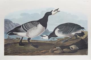 Appraisal: John James Audubon - Barnacle Goose No Plate th c