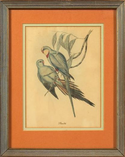 Appraisal: After J Gould British th Century Parakeets pair of offset