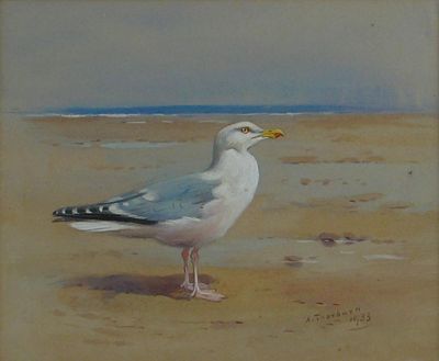 Appraisal: Archibald Thorburn - A herring gull on a beach Signed