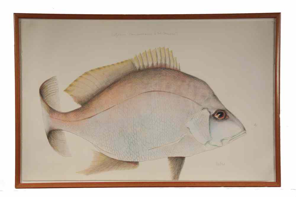 Appraisal: COLORED PENCIL ON PAPER - 'Red Snapper' by Nils Obel